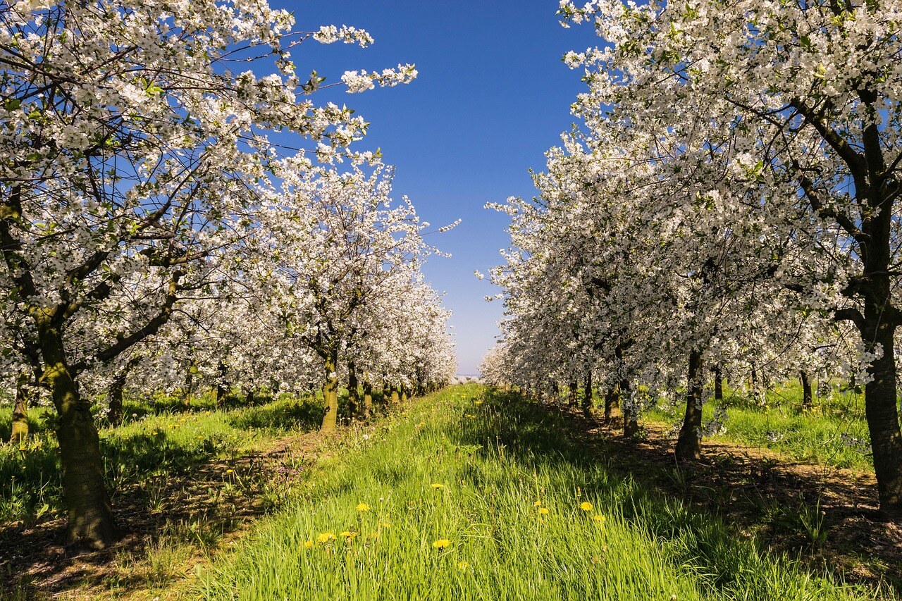 BloesemsFruitPlantage