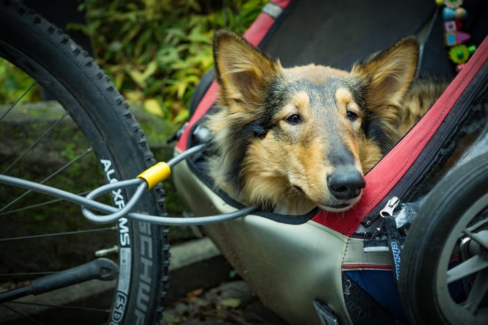 Hond - alternative-transportation-2178317_1280 kopie