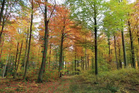 Ostbelgien_Wald_Herbst_07(c)ostbelgien.eu kopie