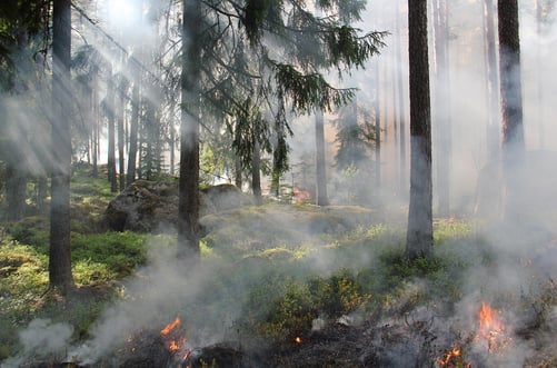 Weer bosbrand the-ugly-swamp-433688_1280 kopie