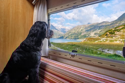 Weer hond outlook-4487574_1280 kopie