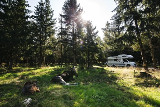 alexander_hall-moose_safari-6986 kopie