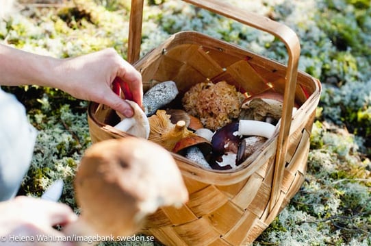 helena_wahlman-picking_mushrooms-3095 kopie